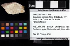 Foto (Objket + Etiketten) von Discutiolira moesica (Muţiu & Bădăluţă, 1971) 